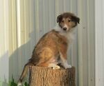 Small #1 Collie