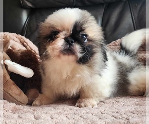 Pekingese Puppy for Sale in TURKEY, North Carolina USA