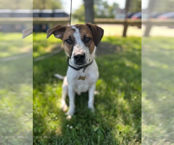 Medium Photo #1 Mutt Puppy For Sale in Gibbstown, NJ, USA