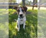 Small Mutt