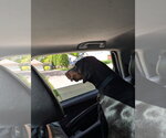Small #2 Doberman Pinscher