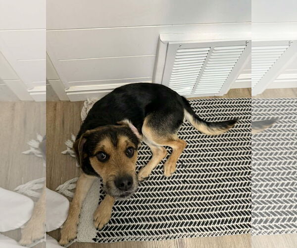 Medium Photo #4 Mutt Puppy For Sale in Sandy, UT, USA