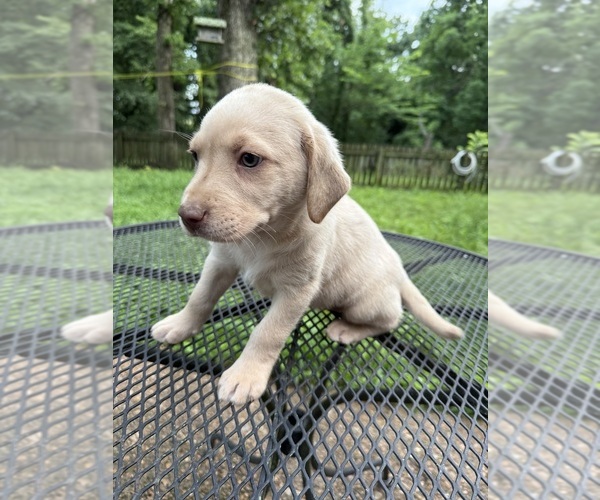 Medium Photo #8 Labrador Retriever Puppy For Sale in ROGERSVILLE, MO, USA
