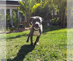 Scottie - Male Labrador Retriever-Staffordshire Bull Terrier Mix Dog for Adoption - Photo #9