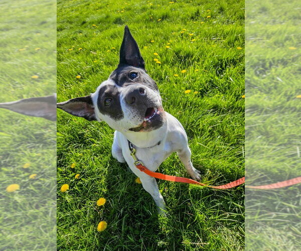 Medium Photo #33 Mutt Puppy For Sale in Gloversville, NY, USA