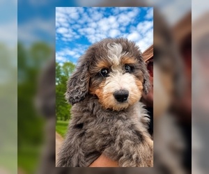 Bernedoodle Puppy for Sale in CENTURIA, Wisconsin USA