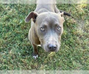 Mutt Dogs for adoption in Tulsa, OK, USA