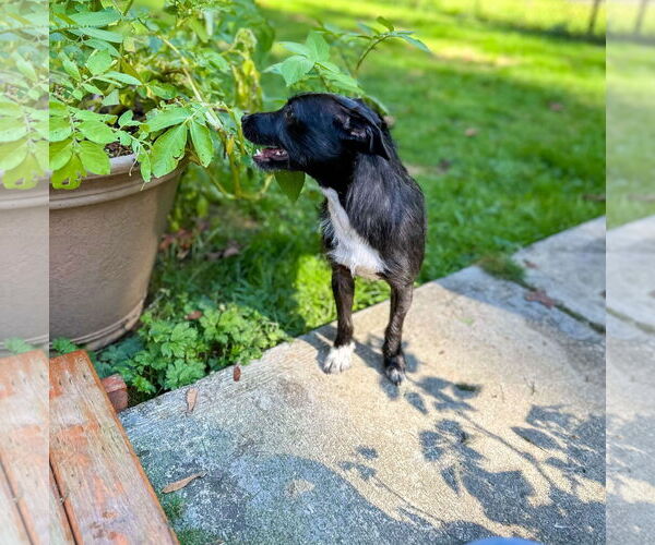 Medium Photo #9 Mutt Puppy For Sale in Arlington, WA, USA