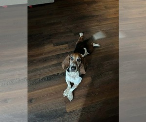 Joey - Male Basset Hound Dog for Adoption - Photo #2