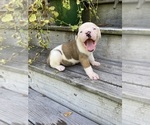 Puppy Louie American Bulldog