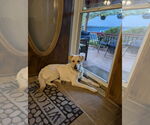 Small #1 Labrador Retriever Mix