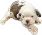 Puppy 1 Shih Tzu