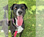 Small #4 Labrador Retriever Mix