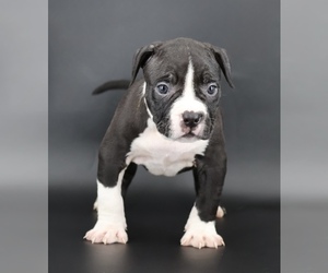 American Bully Puppy for sale in CHAMPAIGN, IL, USA