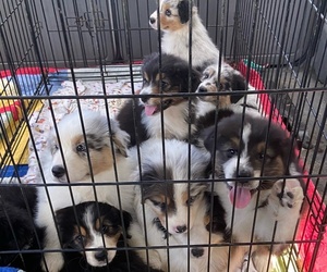 Australian Shepherd Puppy for sale in CHADDS FORD, PA, USA