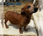 Small #11 Dachshund