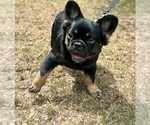 Puppy Puppy 3 French Bulldog