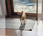Small #2 Chihuahua