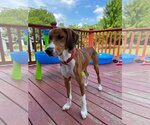 Small Photo #10 Treeing Walker Coonhound-Unknown Mix Puppy For Sale in Germantown, OH, USA