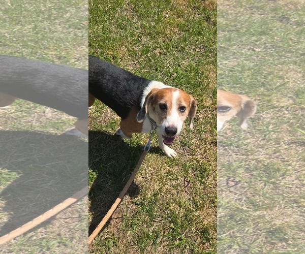 Medium Photo #1 Beagle Puppy For Sale in Rustburg, VA, USA