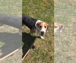 Small Beagle