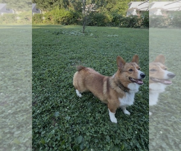 Medium Photo #3 Pembroke Welsh Corgi Puppy For Sale in INDEPENDENCE, MO, USA