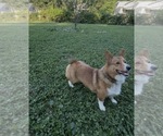 Small #2 Pembroke Welsh Corgi