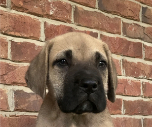 Mastiff Puppy for sale in CUMBERLAND, MS, USA