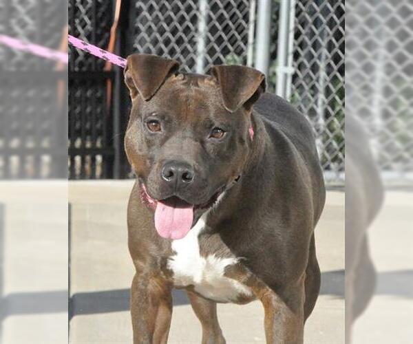 Medium Photo #5 American Pit Bull Terrier Puppy For Sale in Canfield, OH, USA