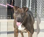 Small #4 American Pit Bull Terrier