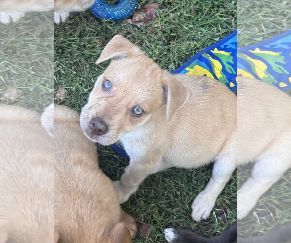 Medium Photo #1 Chocolate Labrador retriever-Unknown Mix Puppy For Sale in Pottstown, PA, USA