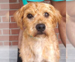 Golden Retriever-Unknown Mix Dogs for adoption in Carrollton, TX, USA