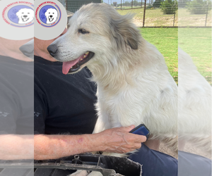 Taylor - Female Great Pyrenees Dog for Adoption - Photo #2