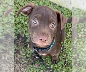 Labrador Retriever-Unknown Mix Dogs for adoption in Sanford, FL, USA