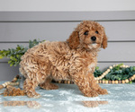 Small #2 Poodle (Miniature)