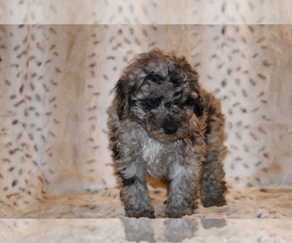 Medium Photo #12 Poodle (Toy) Puppy For Sale in DYERSBURG, TN, USA