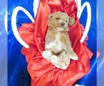 Small Photo #14 Goldendoodle (Miniature) Puppy For Sale in GROVESPRING, MO, USA