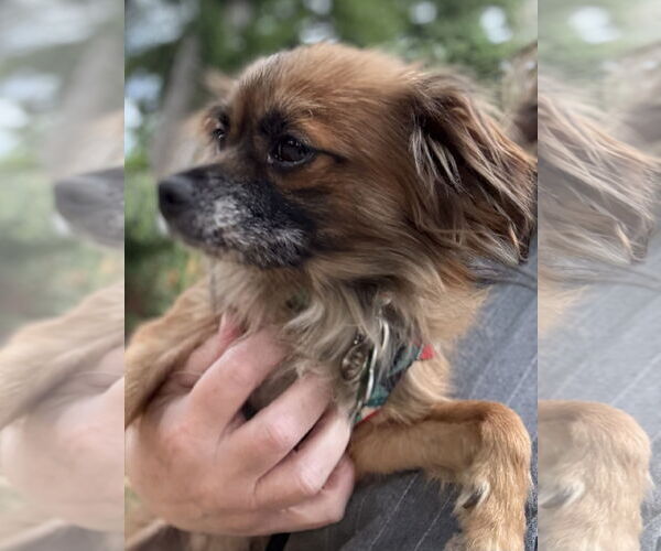 Medium Photo #2 Mutt Puppy For Sale in Bellevue, WA, USA