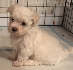 Maltese Puppy for sale in LUMBERTON, TX, USA