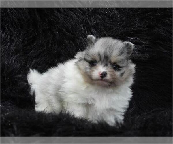 Medium Photo #7 Pomeranian Puppy For Sale in WEST PALM BEACH, FL, USA