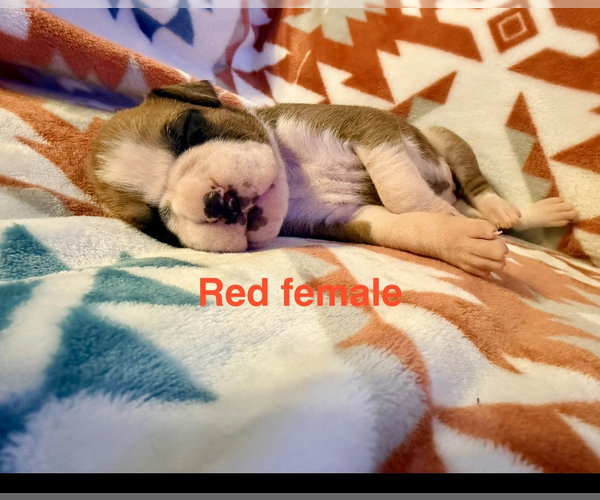Medium Photo #7 Boxer Puppy For Sale in WALNUT GROVE, MO, USA