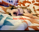 Small #6 Boxer