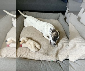 Patch - Male Australian Shepherd-Unknown Mix Dog for Adoption - Photo #5