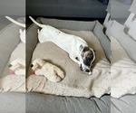 Small #4 Australian Shepherd Mix