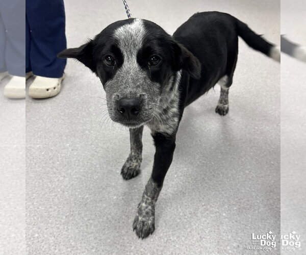 Medium Photo #2 Retriever -Unknown Mix Puppy For Sale in Washington, DC, USA