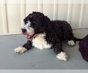 Bernedoodle Puppy for sale in RISING SUN, MD, USA