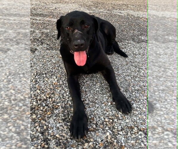 Medium Photo #1 Labrador Retriever Puppy For Sale in Evansville, IN, USA