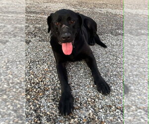 Labrador Retriever Dogs for adoption in Evansville, IN, USA