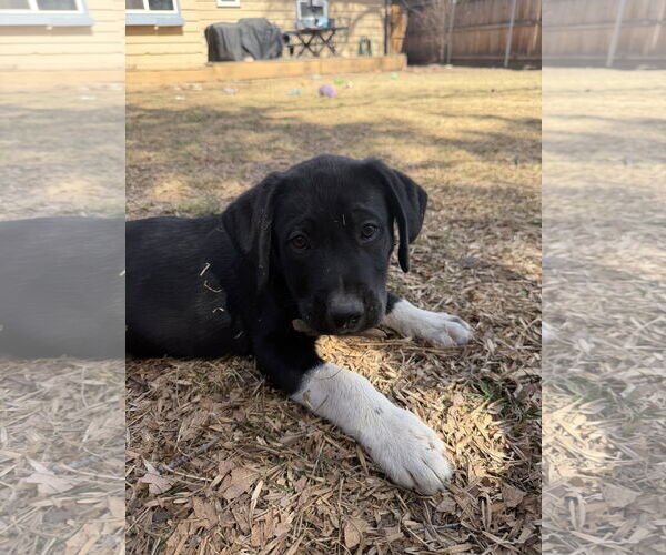 Medium Photo #3 Mutt Puppy For Sale in Fort Collins, CO, USA