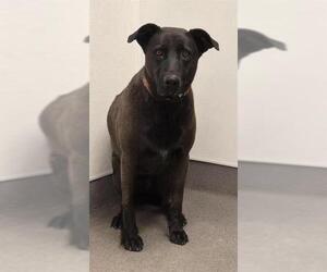 German Shepherd Dog Dogs for adoption in HESPERIA, CA, USA